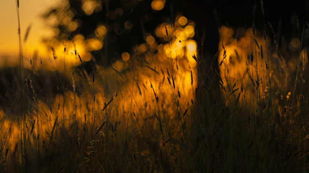 End-of-Day---Franz-Engels End of day franz engels